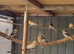 Aviary  close  down
