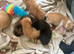 Adorable kittens for sale only 2 left