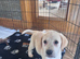 Stunning Labrador puppies READY NOW