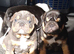 KC registered bulldogs.READY NOW