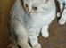 British Shorthair silver spotted and silver shaded kittens