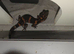 CB24 1.2 Japanese Cave Gecko (G. Orientalis)