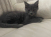 Maine Coon x Ragdoll Solid Grey Kitten