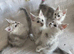 Beautiful Silver Shaded kittens, TICA Reg