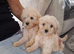 Cockapoo puppies for sale
