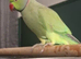 Indian ring neck parrot