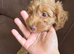 Puppy Cockapoo