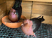 Pair of Archangel pigeons