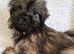 Shih tzu puppies for sale
