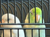 2 Parrotlets Male and Female