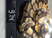 Burmese and ball pythons for sale