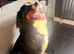 Gorgeous 1.5 year old female Bernese girl