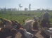 Day Old to 7 Week Chicks Farmyard Crosses
