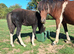 DHP mare and foal