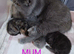 STUNNING PEDIGREE PERSIAN EXOTICS