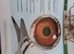 Dirk van den Bulck young birds