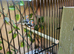 7 beautifull zebra finches