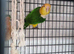 Female yellow thighed caique