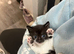 Two kittens for sale