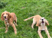 Golden Cocker Spaniels