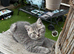 Beautiful British shorthair blue & blue spotted