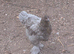Mixed colours large brahma pullets and hens