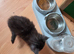 TICA REGISTERED STUNNING KITTENS