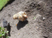 Millefleur Pekin chicken