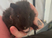 2 male baby Guinea pigs