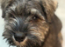 Miniature schnauzer