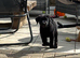 2 Kc reg girls left lab pups looking for new homes