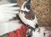 4 mag/tumbler pigeons for new home.