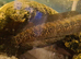 Golden cobra spotted snakehead/African