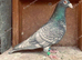 RARE RUBELLA SPREAD RACING PIGEONS