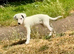 Top bred beddy whip grey dog pup travelled 10 hours for him