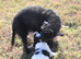 Fluffy Cavalier King Charles × Jackapoo Puppies for Sale