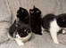 READY NOW BSH BABIES