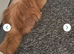 Male persian