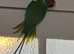 Plum head male for sale