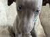Whippet puppies ready to reserve