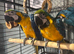 SILLY TAME BABY MACAWS