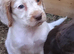 Cocker spaniel pups