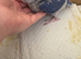 Indian Ringneck Babies — Violet Cleartail & Blue Cleartail