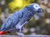 I want a bird after after being scammed