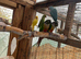 Semi tanned breeding pair conures