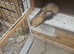 2 male ferrets plus cage