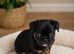 2 stunning frug puppies