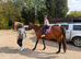 15.2 Bay Mare