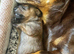 Beautiful red/light red dachshund boys