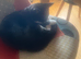 5month old male kitten